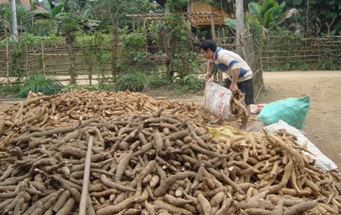 Cassava export: budge but not durable