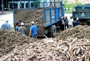 Tapioca chips Newsletter No. 13 ( 10/09/2013 ) : Tapioca Chips Vietnam under the pressures of new season