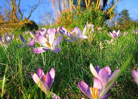 Cancer drug from the saffron flower 