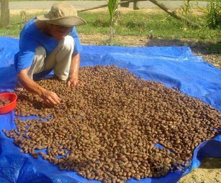 FOREST PROTECTION INITIATIVE malva nut