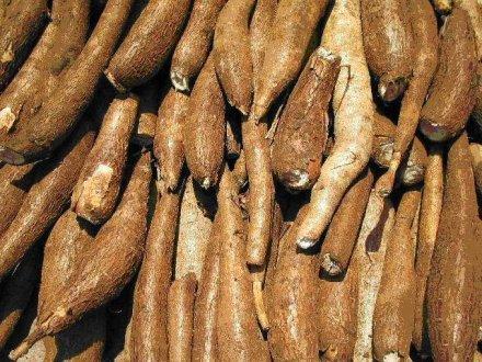 Production and export of cassava in 2013