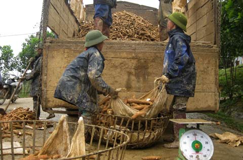 Cassava prices set a new record of 4,000 VND / kg