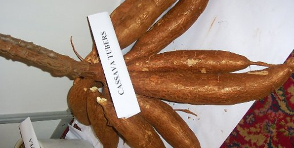 Can cassava become Africa’s next cash crop?