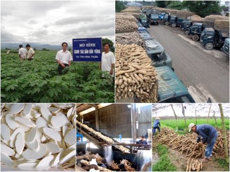 Promoting the potential from cassava