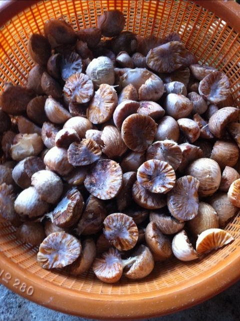 PRACTICAL USES OF Globe