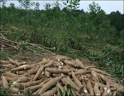 Cassava,