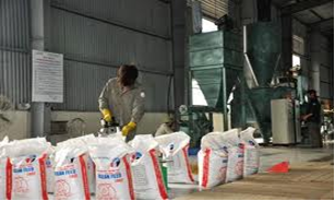 Cassava as livestock feed 