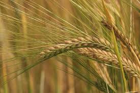 Research on the fungus threatens wheat production