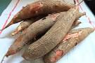 The price of fresh cassava in Xining increased interest from large growers