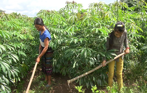 Van Kieu , Pa Co poor escape from Cassava