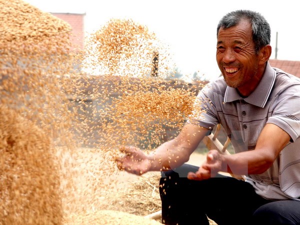 The demand for wheat in Asia soared, leading baking dish