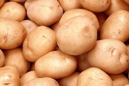 Tighten manage potato China