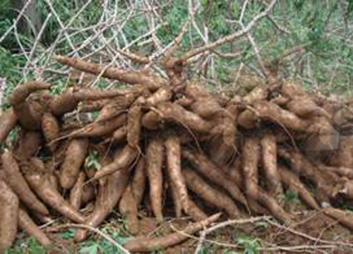 Production and export of cassava products in the near future