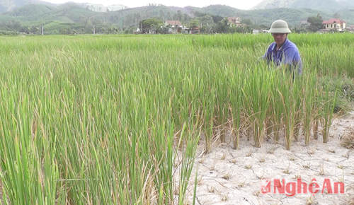 Rice fires - dry corn by prolonged drought