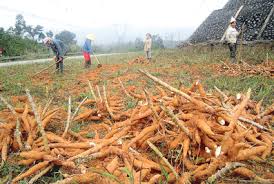 Export tax will increase cassava, ethanol