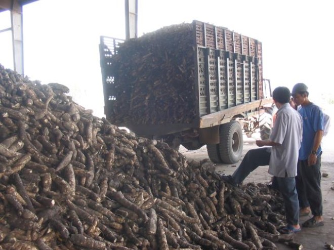 Exports of cassava whole year could reach $ 1.5 billion