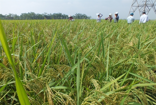 Balance Fertilization for watermelon