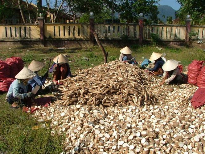 Cassava export tax increase, all the distorted face