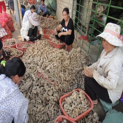 Ginger valuable the older ...