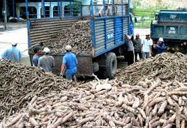 Tapioca chip processing