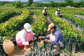 100m2 planted forest vegetables, collecting more than 40 million a year