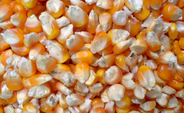 Hybrid corn harvest, fell