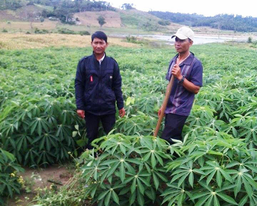 Kbang (Gia Lai): Prospects of new wheat varieties