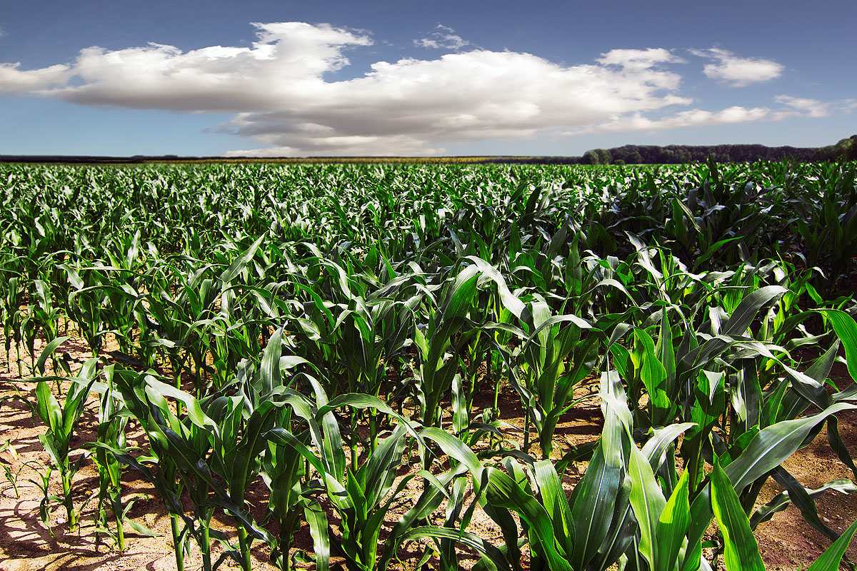 Development of corn in the Mekong River Delta (MRD).