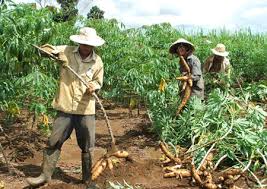 INTERNATIONAL CONFERENCE ON SUSTAINABLE DEVELOPMENT CASSAVA