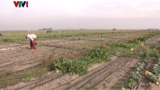 Dutch farmers planted potatoes diluted with sea water