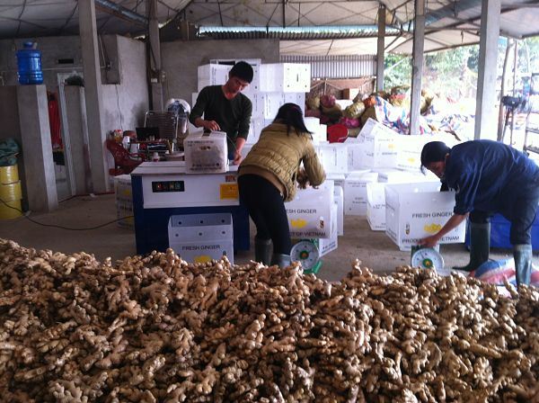 Tan Son into ginger crop