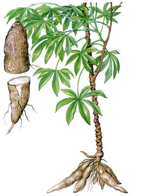 Information on food crop species Cassava (Cassava Plants)
