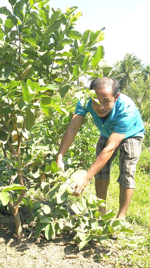 Kamma: Model Taiwan guava plantation coconut intercropping