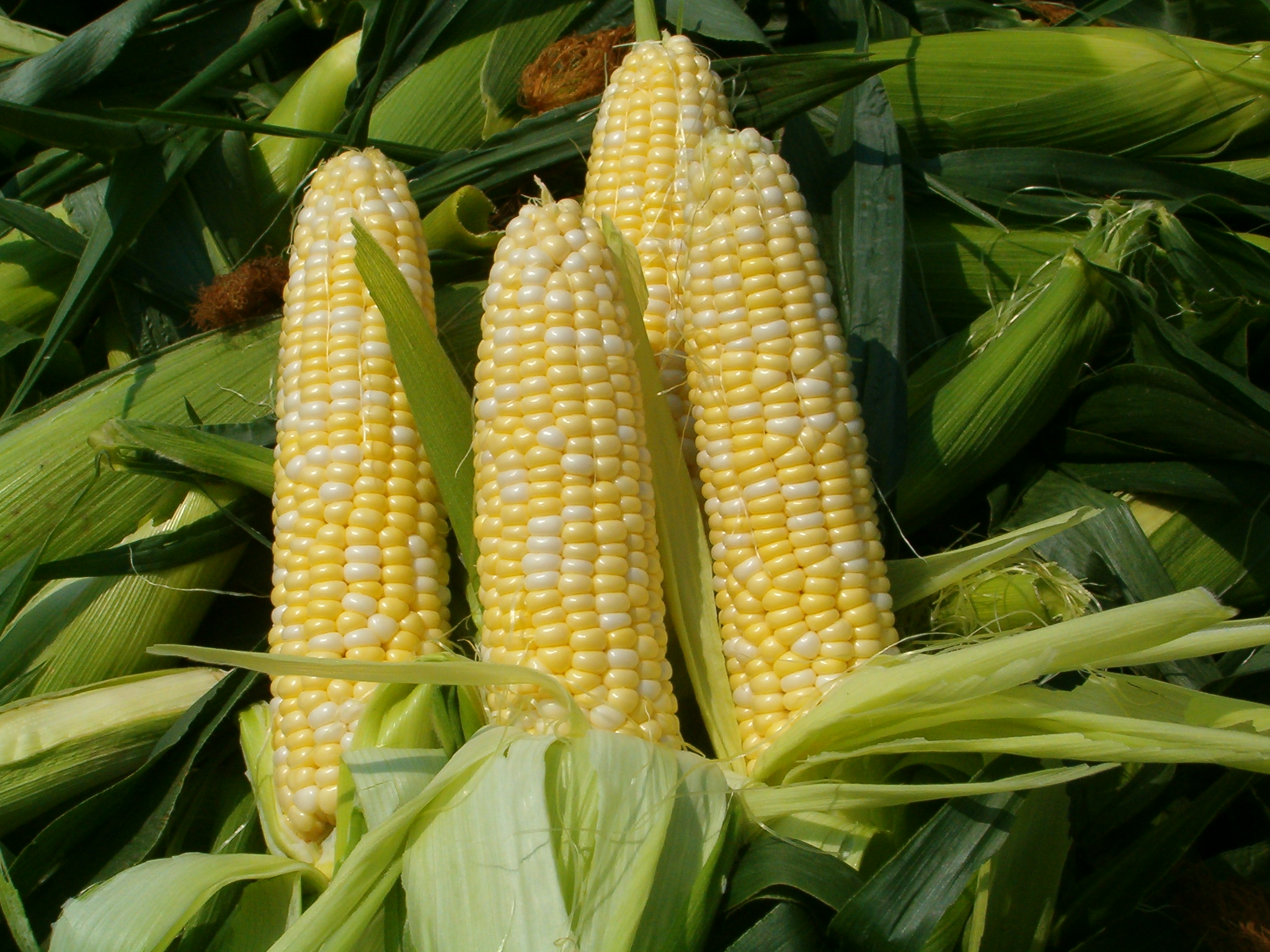 Nutrition in corn have great healing effect