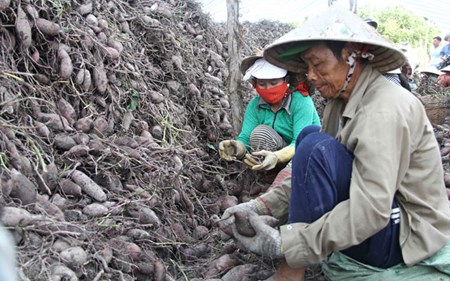Biggest area west yam Shedding