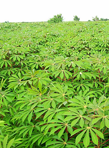 Cassava leaf exports 