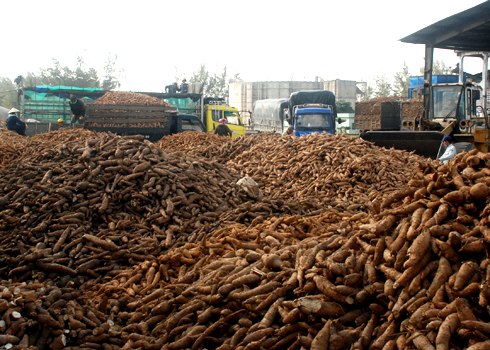 Quang Tri: Price reduction cassava, farmers worried