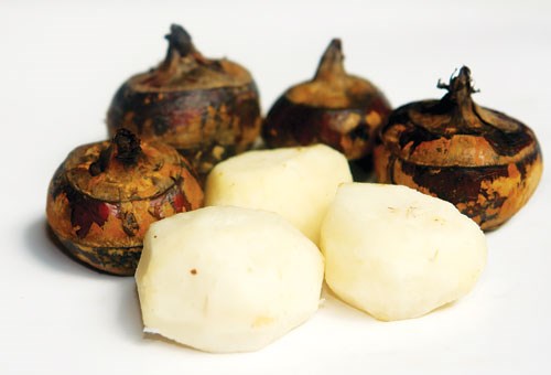 Where chestnut plant