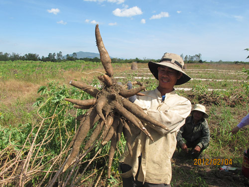 cassava effort DEVELOPMENT