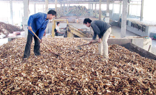 Why quality tapioca starch in Vietnam forever inadequate?