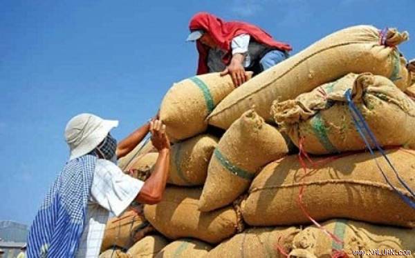 Week 14 / 9-18 / 9: lowest export price of 5 years, domestic prices continue to fall