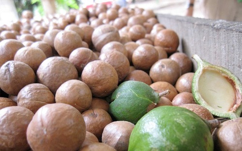 Hazard when people grow macadamia rumored