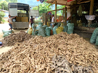 Grow Rich From Ginger