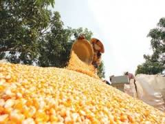 Zimbabwe imported 700,000 tonnes of maize to avert famine