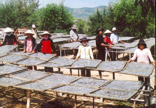 An dried anchovies 
