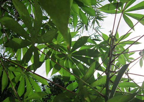 Leaf soup noodle dish from the 'new economy'