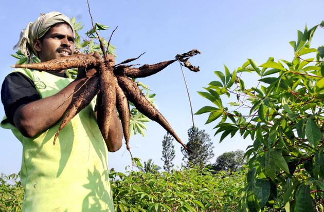 Tapioca growers worried