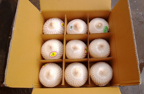 Passionate coconut exports 