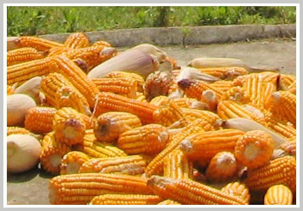 The final corn noodle