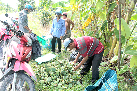 Lotus expect farmers with a stable market